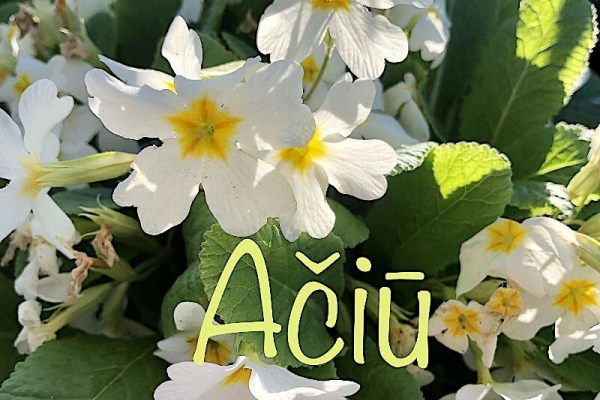 0001_gydytojui-aciu_1637736735-5a3ec879100e3b11aa9afc0519c30b05.jpg