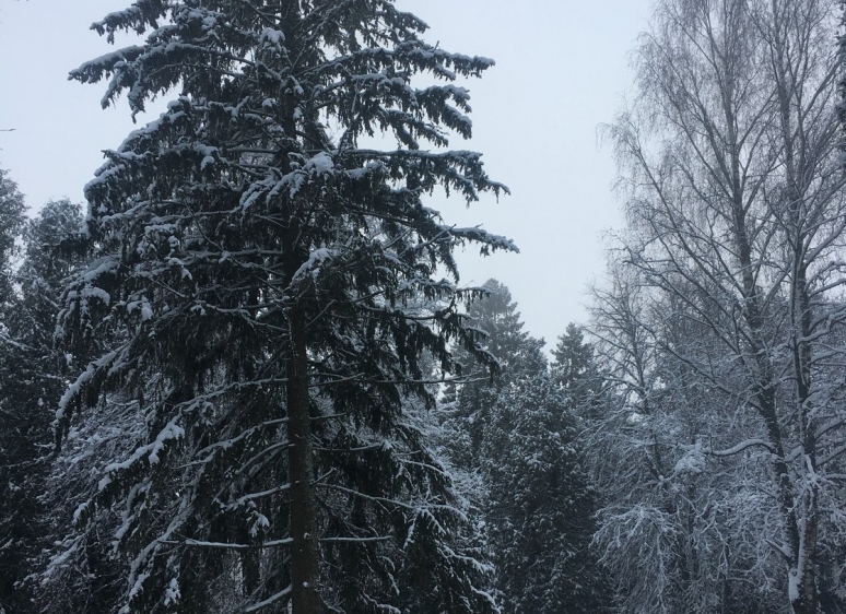 Likėnų reabilitacijos ligoninės parkas 23