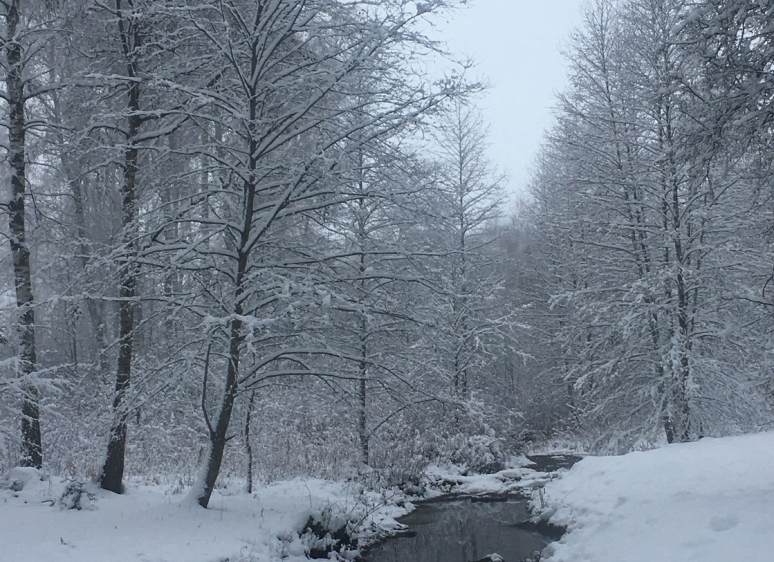 Likėnų reabilitacijos ligoninės parkas 28